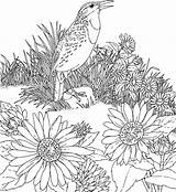 Coloring Meadow Pages Flower Printable Popular sketch template