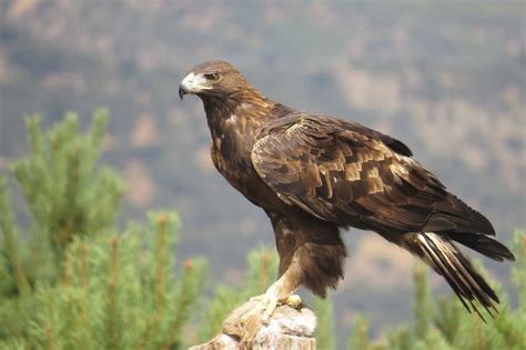 Cambio Climático Amenaza Aves Como El Águila Real En Slp La Orquesta