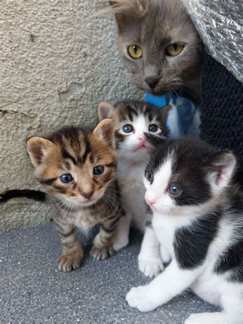 adorable cat family lotto  cat