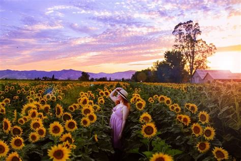 sunflower fields  california addresses
