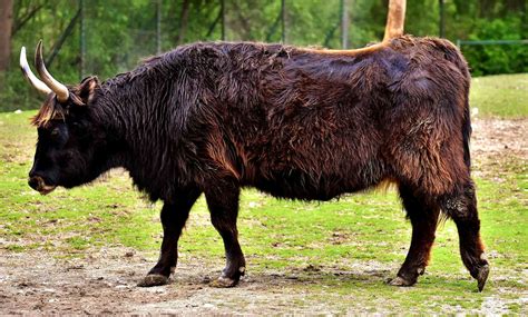 quest  revive extinct aurochs  restore ancient lands