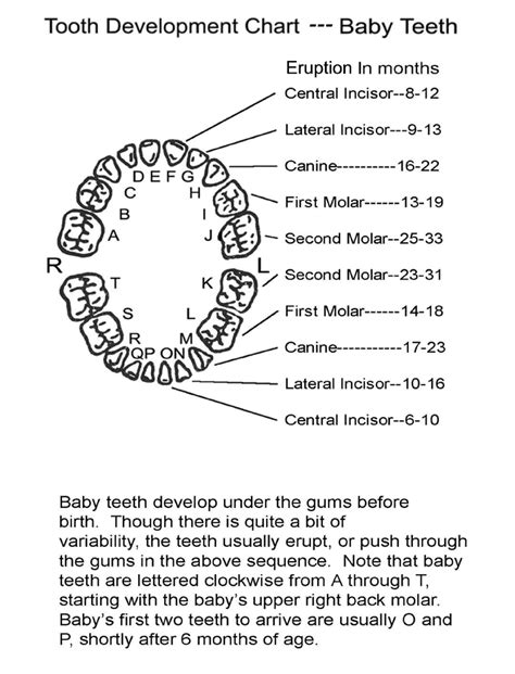 baby tooth development chart