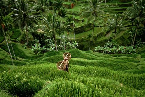 Rice Fields On The Central Highlands Bali Indonesia 2000 Magnum