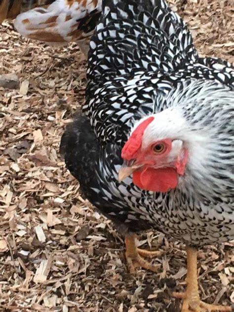 Black Laced Silver Wyandotte Chicken For Sale Cackle
