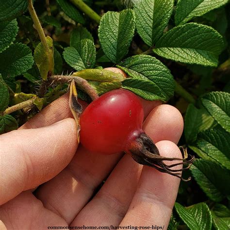 rose hips smell  grooming wise