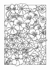 Garden Nasturtium Coloring Kleurplaat Flower Bloem Pages Kleurplaten Bloemen Drawing Mandala Adult Color Sheets Jardin Fleurs Gebrandschilderd Glas Zwart Patronen sketch template