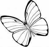 Coloring Butterfly Pages sketch template