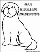 Coloring Pages Sheepdog English Old Getcolorings Fun sketch template