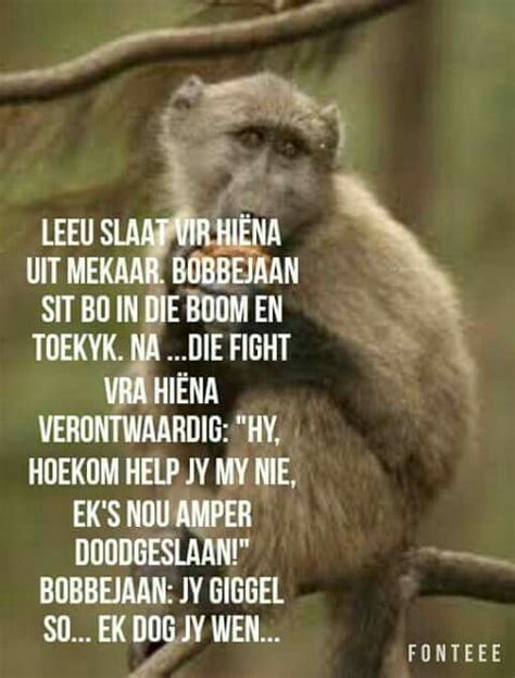 lag jou gat af afrikaanse gesegdes t funny funny