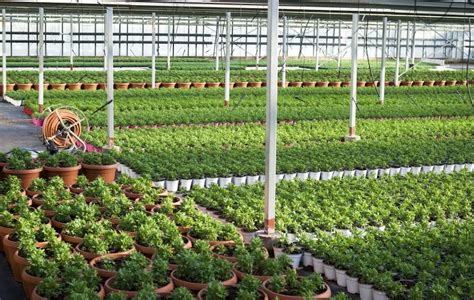 mubaraknursery wholesale garden plant supplier  uttar pradesh