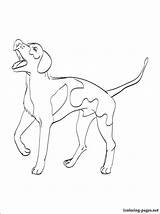 Coloring Coonhound Dog English Coon American Drawing Whippet Printable Getcolorings Breeds Getdrawings Breed sketch template