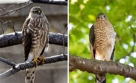 whats  difference sharp shinned hawk  coopers hawk forest