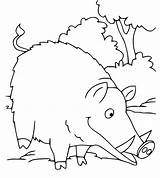 Boar sketch template
