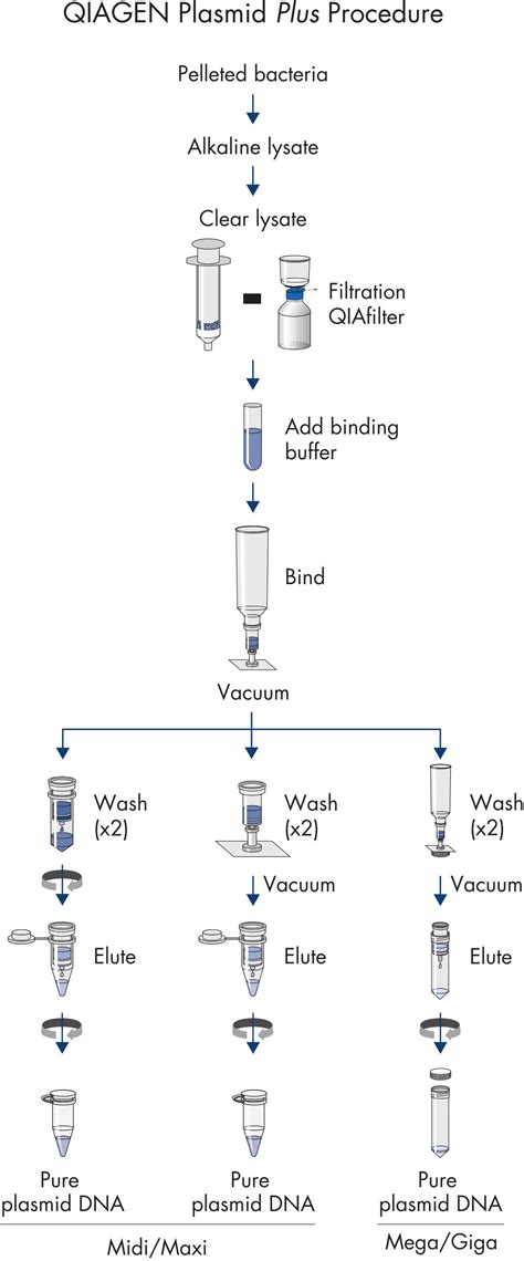 protocol plasmid dna purification  qiagen plasmid  maxi kits