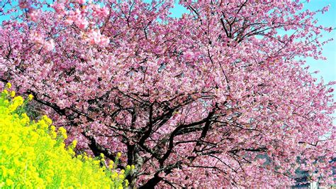 The Best Cherry Blossom Tree Live Wallpaper References
