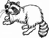 Raccoon Coloring Pages Clipart Racoon Dog Baby Animals Drawings Wildlife Designlooter Popular 740px 06kb sketch template