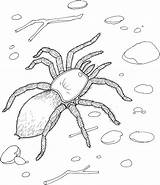 Spider Coloring Pages Tarantula Printable Kids Sheet Realistic Spiders Giant Redback Print Bestcoloringpagesforkids Printables Jumping Daring Rocks sketch template