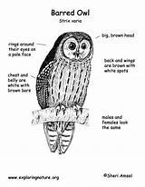 Owl Barred Coloring Diagram 48kb 1275 sketch template
