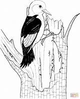 Woodpecker Coloring Pages Red Headed Woodpeckers Printable Kids Gif Supercoloring Clipart Bird Choose Board Categories sketch template