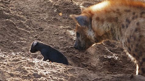 bijzondere geboorte safaripark beekse bergen verwelkomt hyena pup