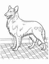 Coloring Pages Dog Shepherd Australian sketch template