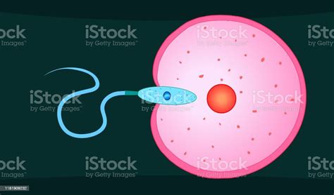 fertility reproduction anatomy sperm cell entry into the egg cell