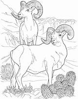 Bighorn Drawing Colorir Ram Supercoloring Rocky Carneiro Deserto Drawings Selvagem Colouring sketch template