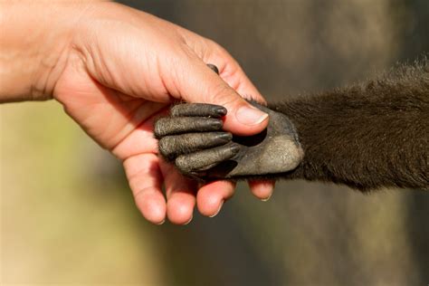 human hand  primitive  chimps study ctv news