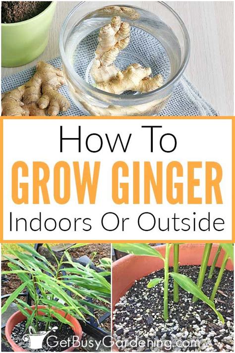 ginger plant care  complete guide  busy gardening growing