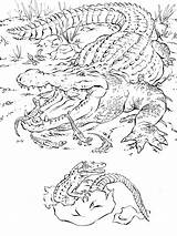 Coloring Pages Animal Realistic Alligator Animals Crocodile Baby African Printable Florida Adults Books Color Sheets Kids Zoo Wild Detailed Print sketch template