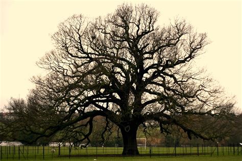 charter oak flickr photo sharing