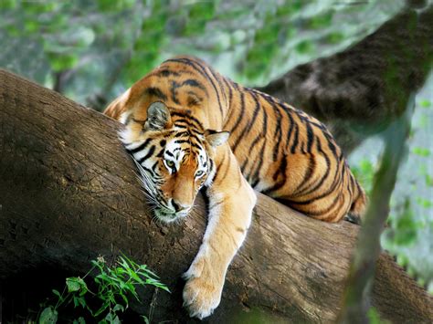 tiger fastest animal   world animals lover