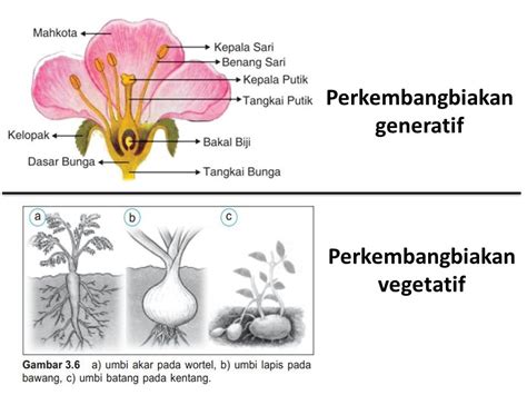 15 Contoh Perkembangbiakan Tumbuhan Secara Generatif Dan Vegetatif