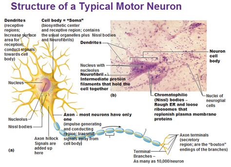 fundamentals   nervous system  nervous tissue antranikorg