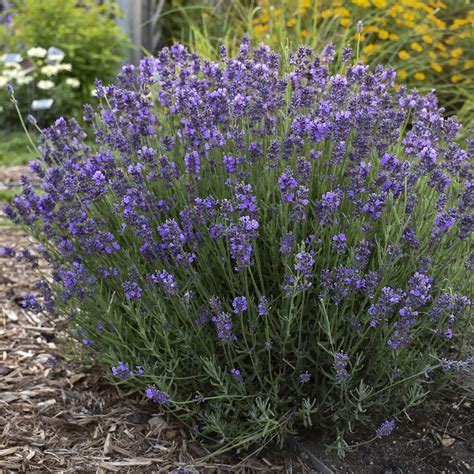 lavandula angustifolia essence purple blue sky nursery