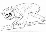Loris Slender Drawing Draw Step Primates Tutorials Drawingtutorials101 sketch template