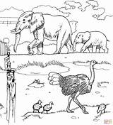 Dierentuin Elephants Ostriches sketch template
