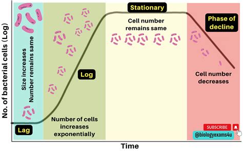 bacterial growth curve  phases  microbial growth curve microbiology