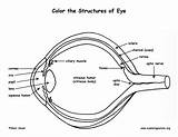 Eye Anatomy Coloring Structure Labeling Vision Human Eyes Key Body Biology Exploringnature Red Pdf sketch template