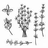 Thyme Sprig Rosemary Herb sketch template