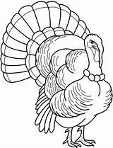 Turkey Drawing Coloring Pages Outline Hand Wild Drawings Line Template Realistic Feathers Printable Head Thanksgiving Kids Color Getdrawings Paintingvalley Christmas sketch template