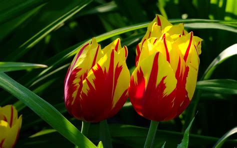 la tulipe dossier