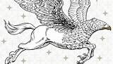 Buckbeak Hippogriff Artikel sketch template