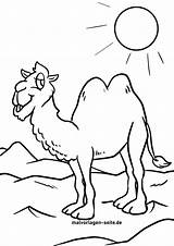 Kamel Kamele Ausmalen sketch template