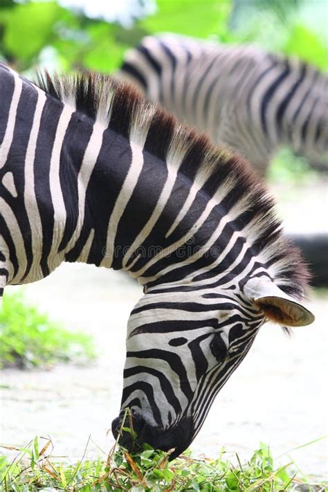 zebra eating stock photo image  detail stripe black