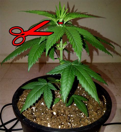 top  auto flowering cannabis plant grow weed easy