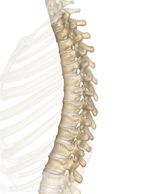 thoracic vertebrae anatomy   illustrations