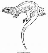 Waran Krokodile Tiere Disegnidacolorare Malvorlage Rettile Gratismalvorlagen Kategorien sketch template