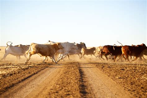 dozens  escaped cows stampede  california neighborhood