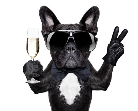 perro vino el fondo blanco bulldog vaso de vino gafas engracado lentes anteojos animalia